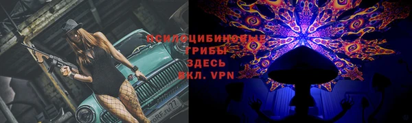 шишки Няндома